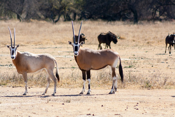 Pair of Oryx