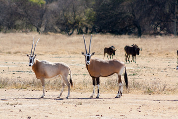Naklejka na ściany i meble Pair of Oryx with Wildebeest