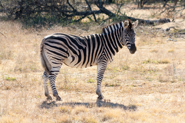 Fototapeta na wymiar Lone Zebra profile