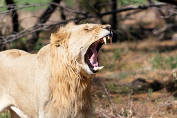 male lion yawning