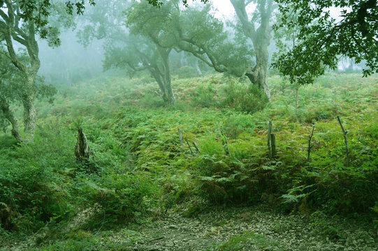 A misty forest, Annaba, Algeria