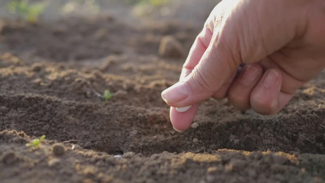 Farmer Hand Planting Seeds In The Ground