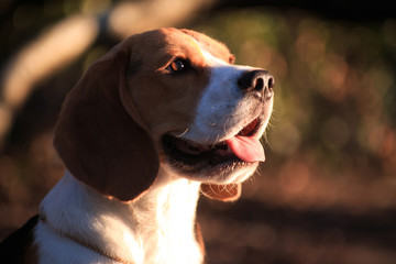 Beagle dog portrait close-up