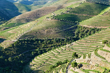 Fototapeta premium Weinberge am Douro, Nähe Pinhao, Portugal