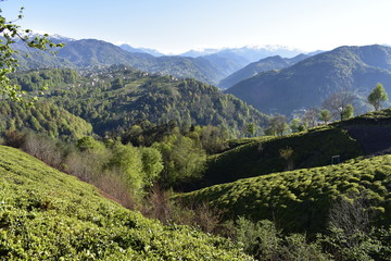 forest and mountains