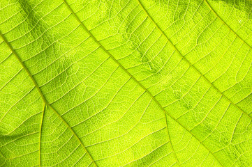 Naklejka na ściany i meble Abstract green leaf texture for background