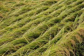 台風被害を受けた稲穂