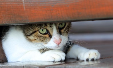 Muso di gatto bianco e nero sotto trave in legno