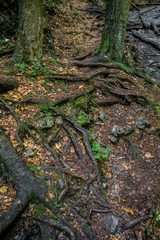 Autunn in Sucha Bela, Slovensky raj