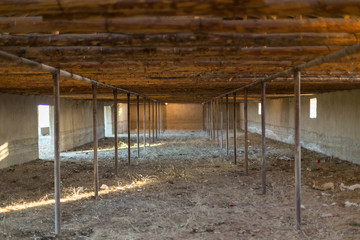 in a winter cattle shed