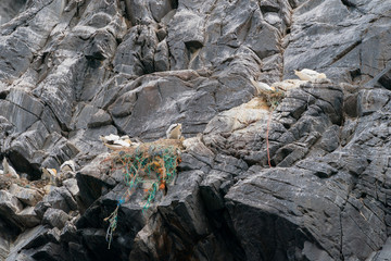 Plastic pollution critical point at Runde Norway July 2019