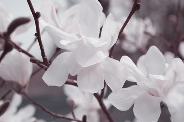  White magnolia on a branch, stylized