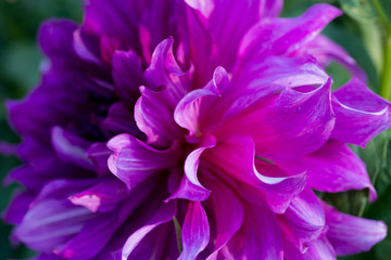 Pink Dahlia Flower Close-up