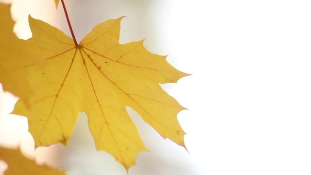 Beautiful autumn leaves develop on a vert. Golden time. Leisure park. Nature dresses trees in beautiful outfits.