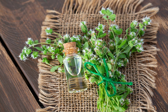 essential oil with fresh marjoram herb
