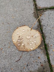 Blatt mit Regentropfen