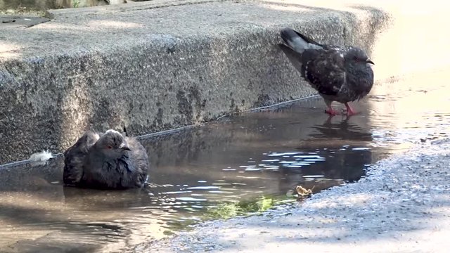 Flock of pigeons parisiens (doves) take shower in hot summer day