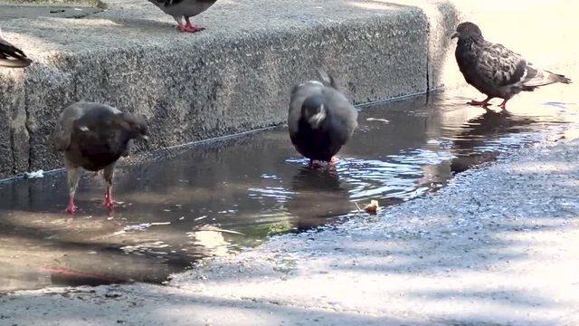 Flock of pigeons parisiens (doves) take shower in hot summer day