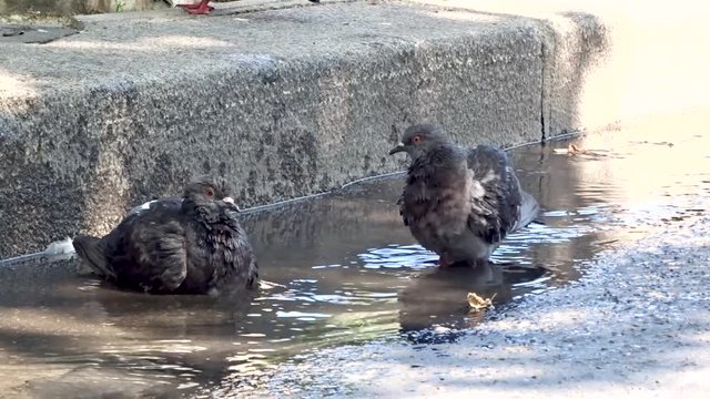 Flock of pigeons parisiens (doves) take shower in hot summer day