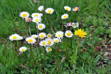 G&auml;nsebl&uuml;mchen