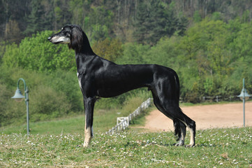Saluki arabian dog greyhoun  body profile on the grass freedom