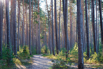 Obraz premium A footpath in a forest