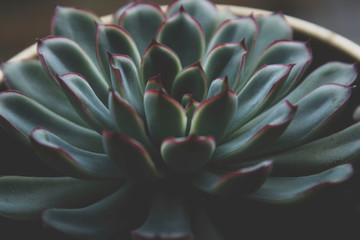 Close up succulent plant, dark photo, toned echeveria succulent rosette.