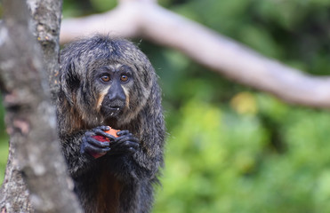 Female White Faced Saki Monkey Sitting on a Tree Branch in a Forest eating fruit 