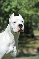 Argentine Dogue