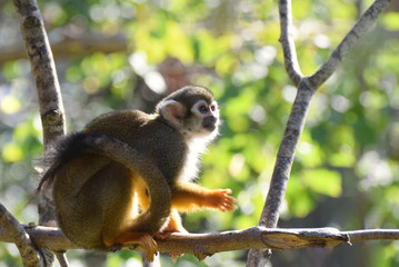 Squirrel Monkey Sitting on a Tree Branch in a leafy forest