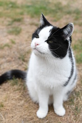Naklejka na ściany i meble black and white domestic cat