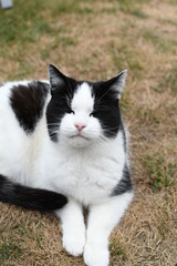black and white domestic cat