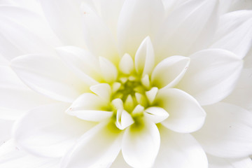 Fototapeta premium close up of flower