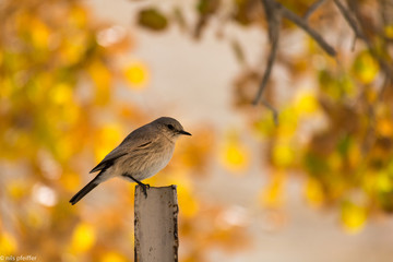 Vogel
