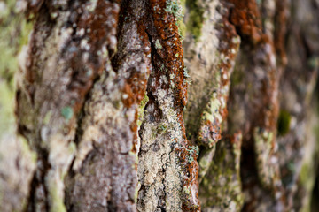 The bark of a tree