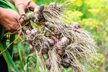 Farmer holding freshly harvested garlic. Organic vegetables - garden produce, harvest.