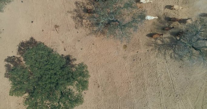 Aerial view of a herd of bovine cattle in Alentejo oak and pasture landscape (montado), countryside destination region. Portugal.