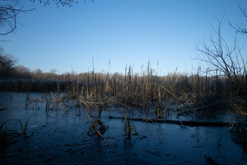 landscape and wildlife