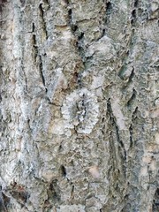 Background with dry tree bark closeup