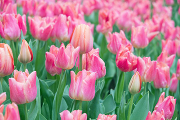 Blurred for Background.Colorful purple tulips flowers with beautiful bouquet background in the garden.