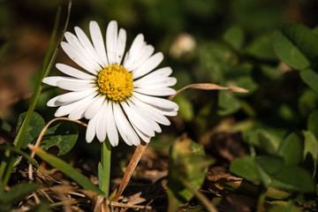 Fototapeta premium A Common Daisy