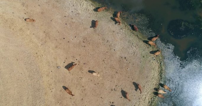 Aerial view of a herd of bovine cattle in Alentejo oak and pasture landscape (montado), countryside destination region. Portugal.