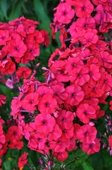 Phlox