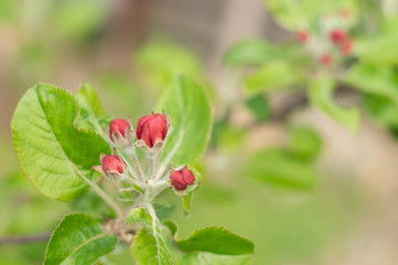 Obraz na płótnie Canvas Red buds on a branch of apple tree