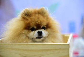 Lovely Brown Pomeranian dog sitting in wooden box/Puppy dog concept