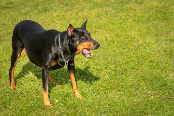 The dog barking ready to play