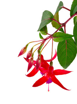 fuchsia plant blossoms isolated on white background