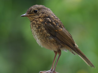 Fototapeta premium Junges Rotkehlchen