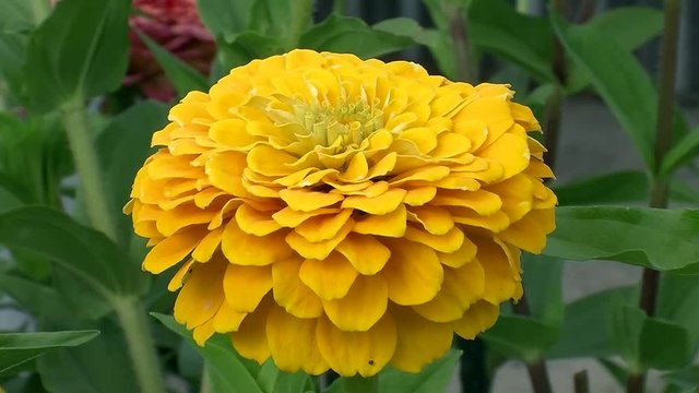 &Uuml;ppig gelbe Zinnienbl&uuml;te bewegt sich im Wind