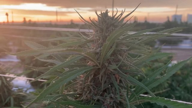 Sunset Cololrado